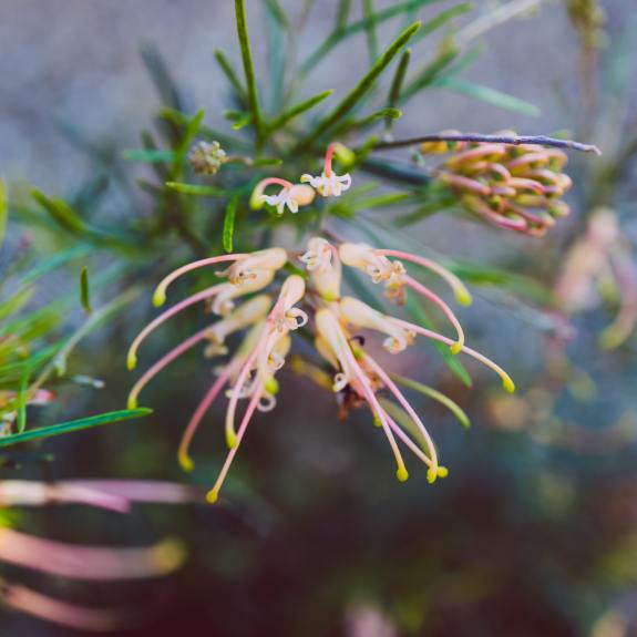 Grevilleas For Sale Buy Australian Native Grevillea Shrubs